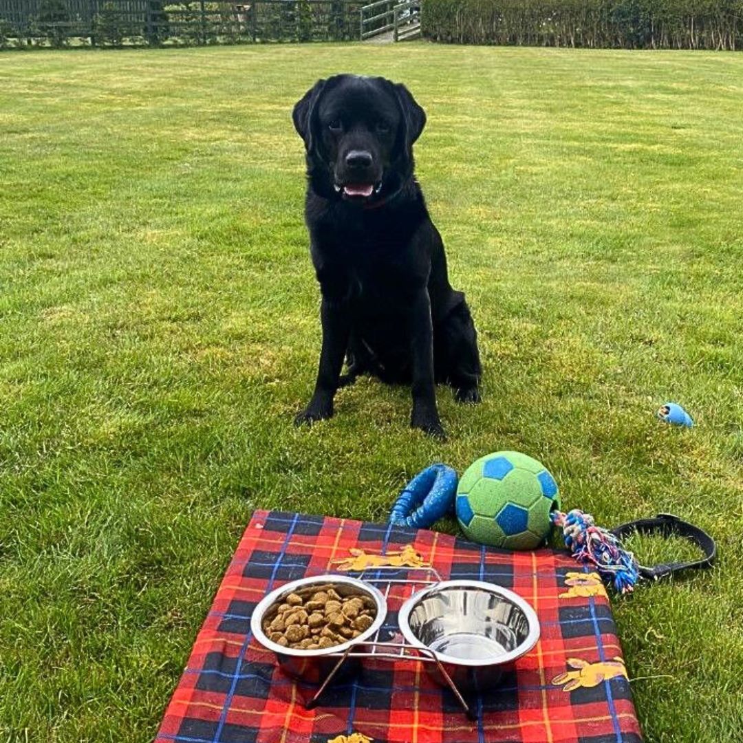 black labrador on the grass at the Scottish Dog Friendly hotel The glenesk